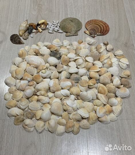 Морские ракушки