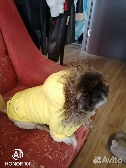 Одежда для собаки