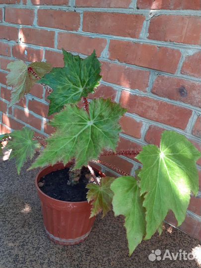 Бегония манжетчатая (небритый мужик)