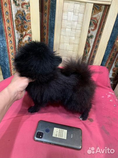 Померанский шпиц мини черный Микрон