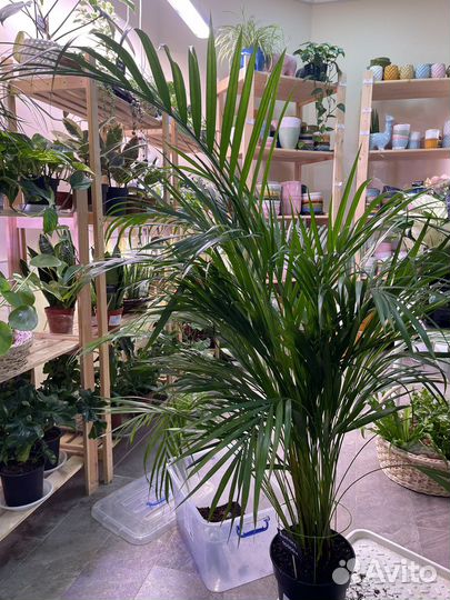 Пальма дипсис