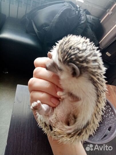 Африканский ежик