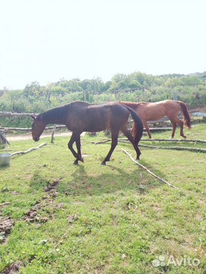 Лошадь мерин, жеребец, жеребкчики