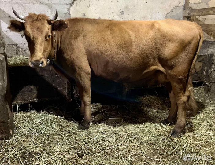 Коровы дойные