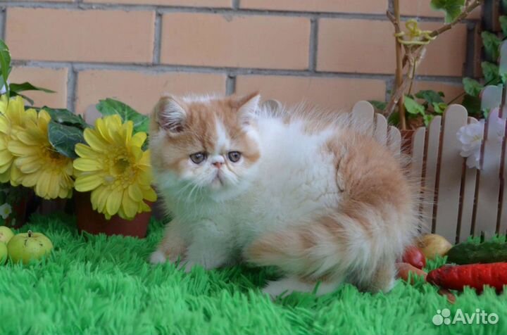 Сладкий толстячок экзот