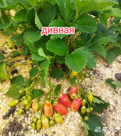 Рассада клубники, усы клубники