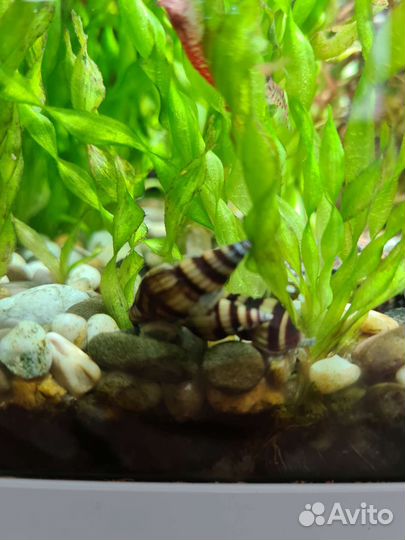 Улитка Хелена