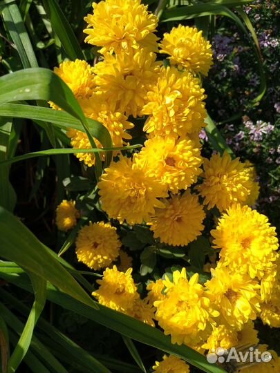 Хризантемы,хосты, ирисы и др