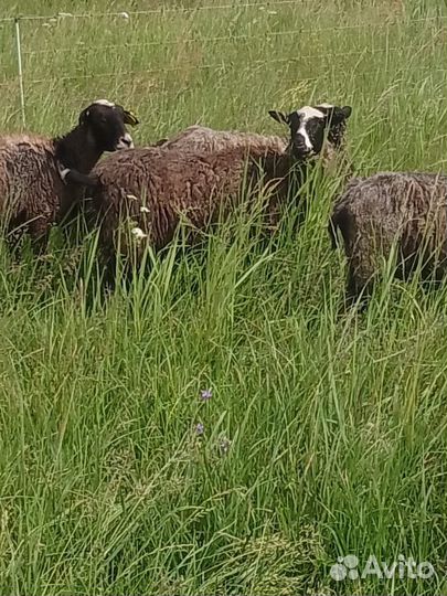 Барана и овцы