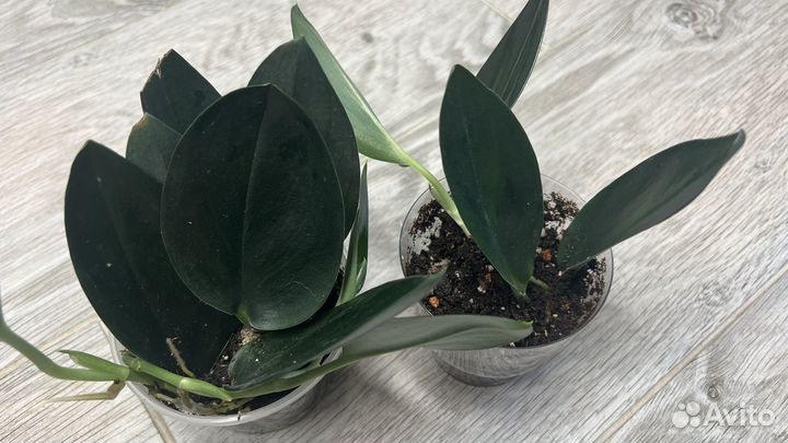 Эпипремнумы, сциндапсусы