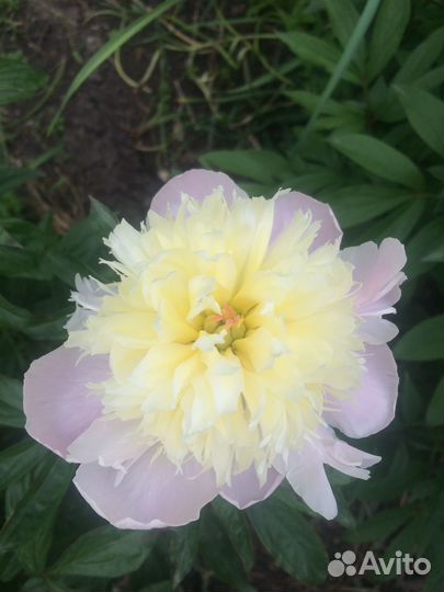 Пион, корневище