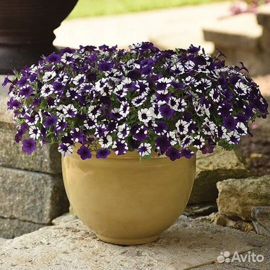 Петуния ампельная Шок Вейв Парпл Тай Дай семена