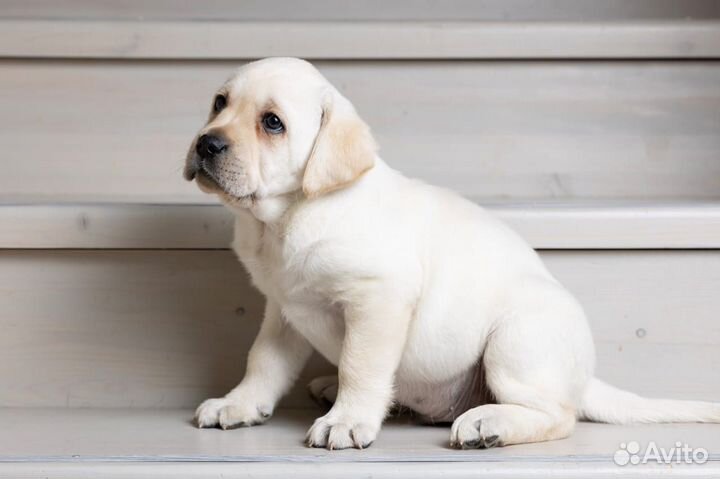 Щенки лабрадора
