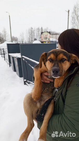 Собака в добрые руки
