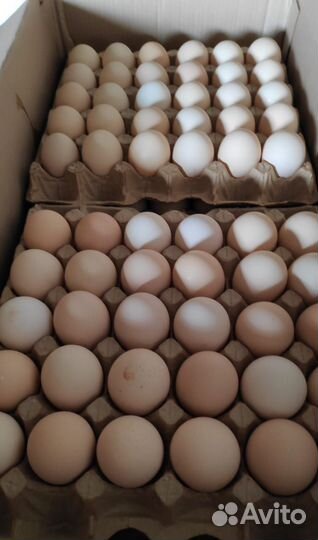 Домашние куриные яйца