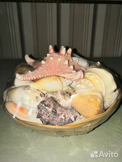 Морские ракушки раковины