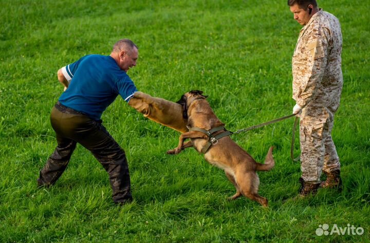 Дрессировка собак, кинолог