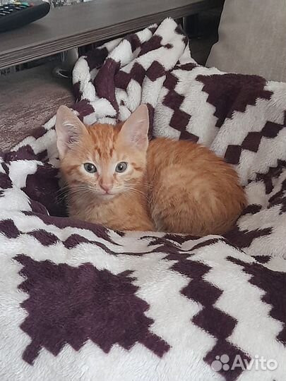 Отдам кота в добрые руки