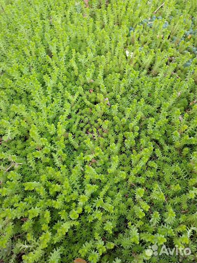 Очиток почвопокровный