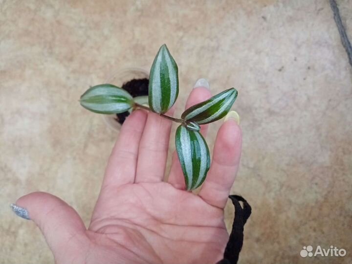 Спатифиллум,зебрина, замиакулькас, крассандра,рео