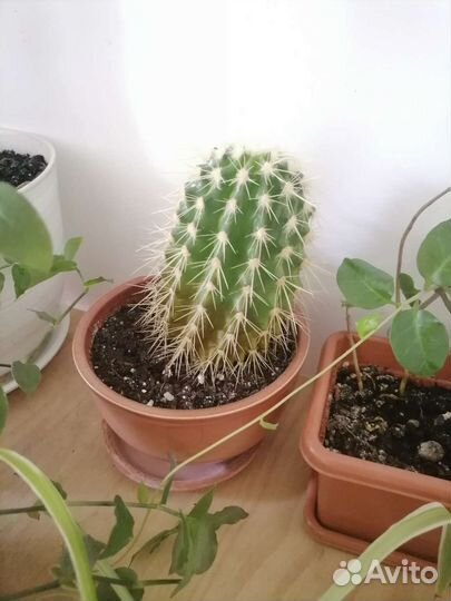 Комнатные цветы от