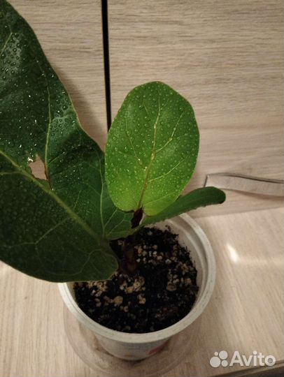 Фикус лирата бамбино