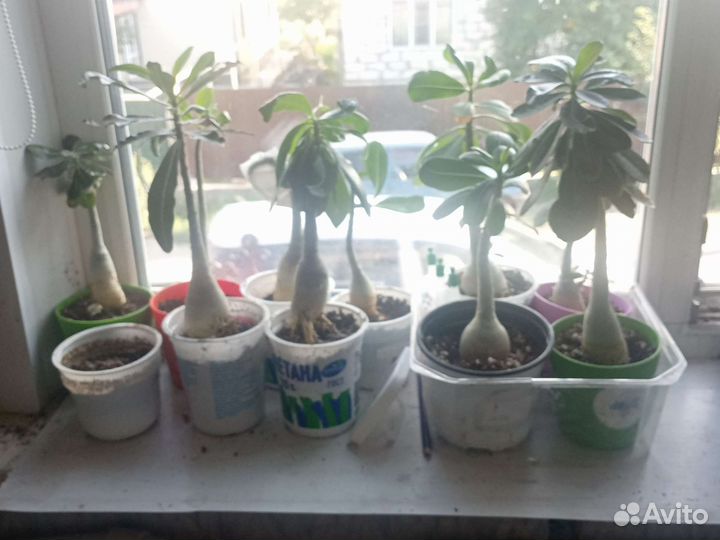 Адениум арабикум микс