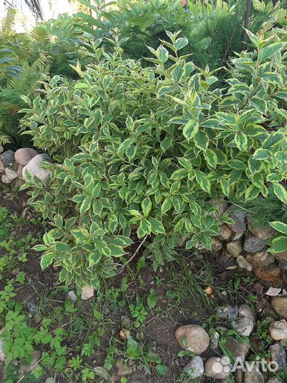 Кустарники