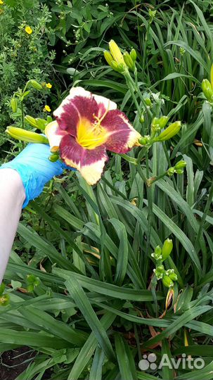 Лилейники сортовые