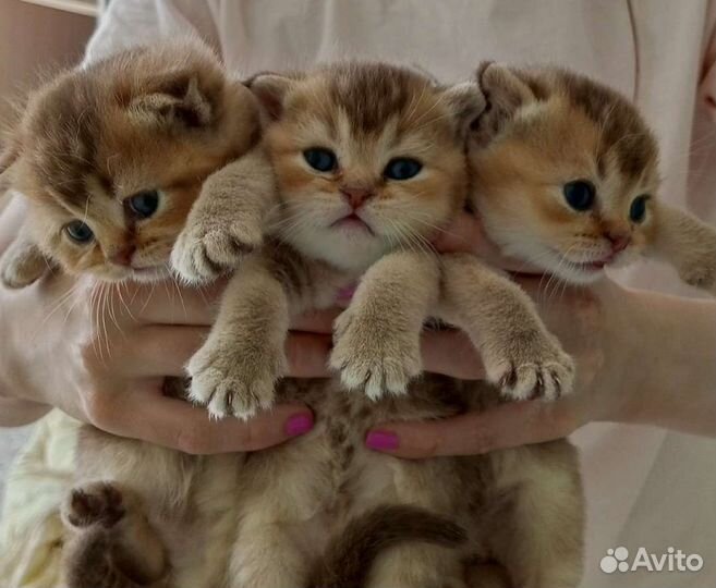 Шотландские вислоухие котята