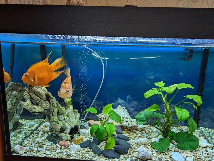 Аквариум