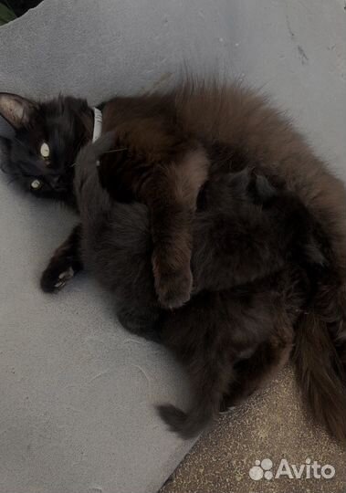 Котята и мама кошка ищут дом