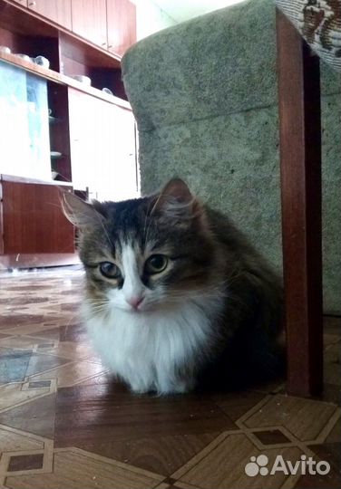 Отдам в добрые руки сибирскую кошку