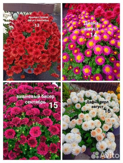 Хризантемы мультифлора