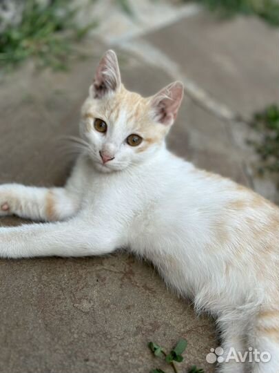 Котята курильского бобтейла