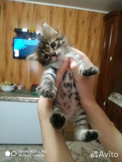 Котята в добрые руки приучены к лотку