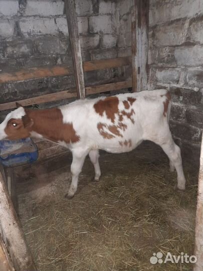 Бычек и телка