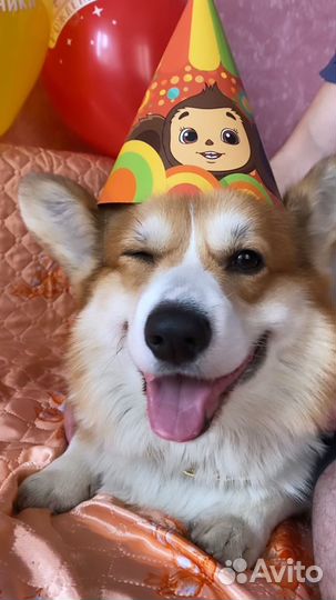 Собака для фотосессии