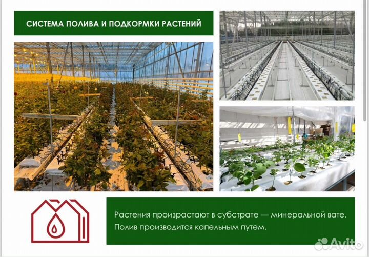 Готовый цветочный бизнес