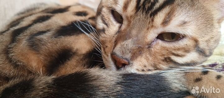 Бенгальский кот