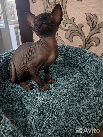 Канадский сфинкс