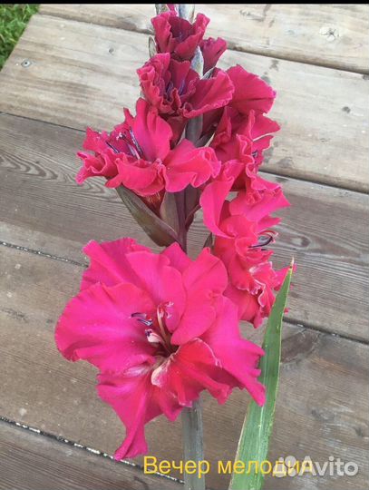 Гладиолусы детки