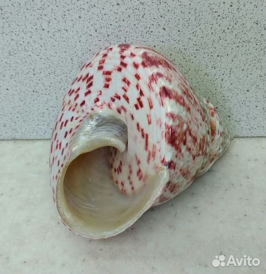 Трохус красный 5,6*6,7 морская ракушка раковина