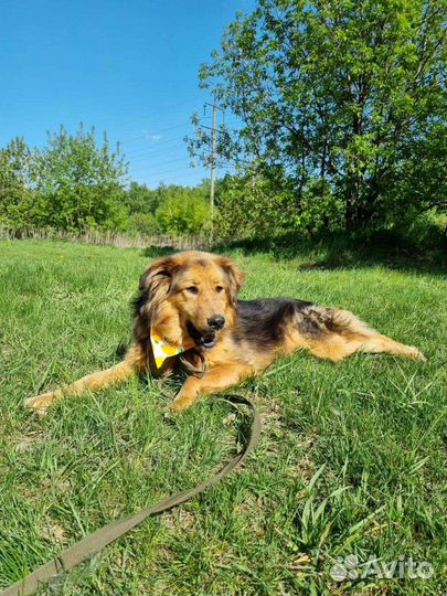 Собака в добрые руки отдам бесплатно