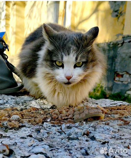Кошка