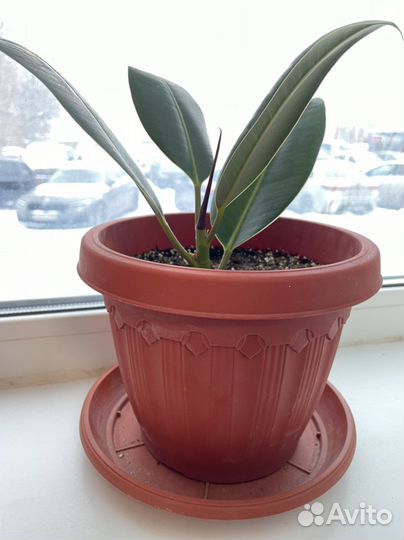 Фикус каучуконосный