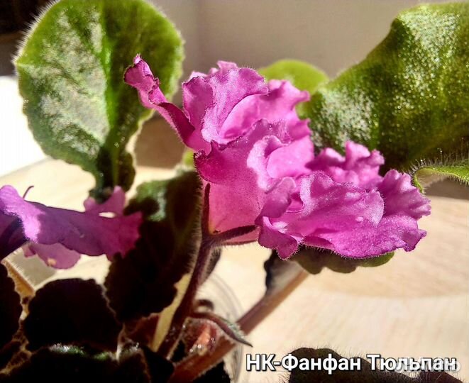 Фиалка набором