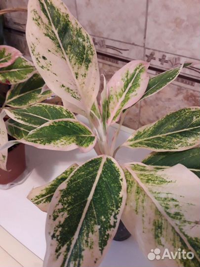 Набор аглаонем