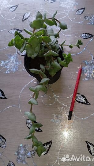 Цветы комнатные