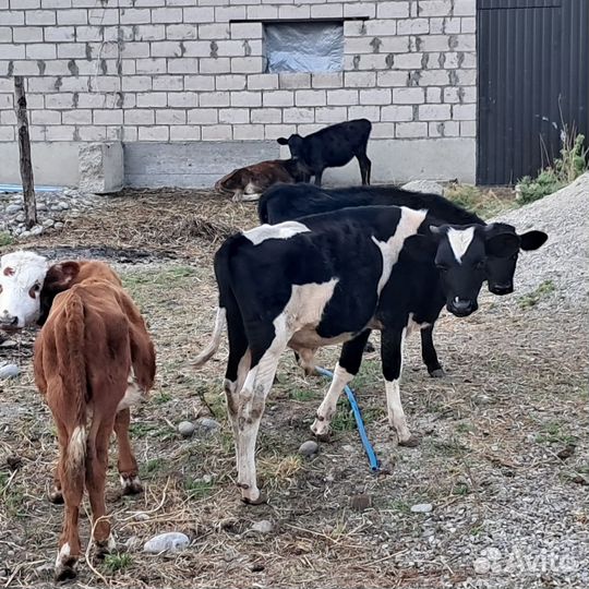 Продажа крс